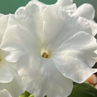 Primula x 'Blindsee'
